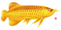 金龙鱼
